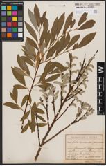 Foto von Salix daphnoides Vill. x Salix purpurea L.